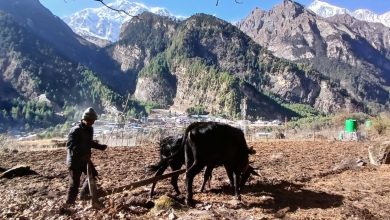 Photo of कृषि कर्मका लागि मनाङ: अब दुर्गम हैन सुगम