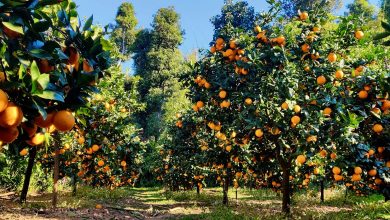 Photo of रामेछापमा यस वर्ष जुनार उत्पादनमा वृद्धि