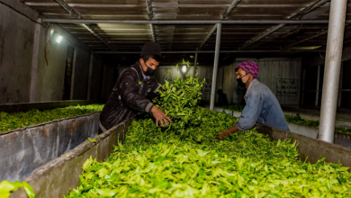 Photo of दुई अर्ब ९५ करोड बराबरको चिया निर्यात