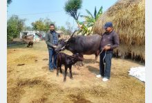 Photo of मुर्रा राँगाः नस्ल सुधार कार्यक्रम सफल