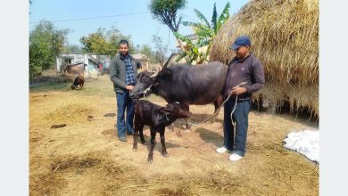 Photo of मुर्रा राँगाः नस्ल सुधार कार्यक्रम सफल