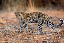 Photo of चितुवाको आक्रमणबाट दुई घाइते