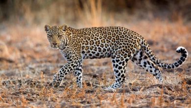 Photo of चितुवाको आक्रमणबाट दुई घाइते
