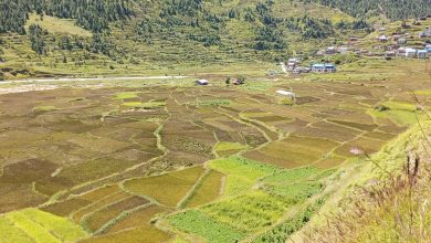 Photo of जुम्ली मार्सी धान: जुम्लाको गौरव र पहिचान 