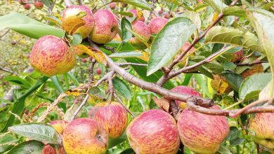 Photo of  जुम्लाको स्याउ—हरियो उमेर, रातो सपना