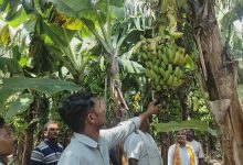 Photo of भारतीय केरा आयात रोकिँदा नेपाली केराले मूल्य पाउन थाले