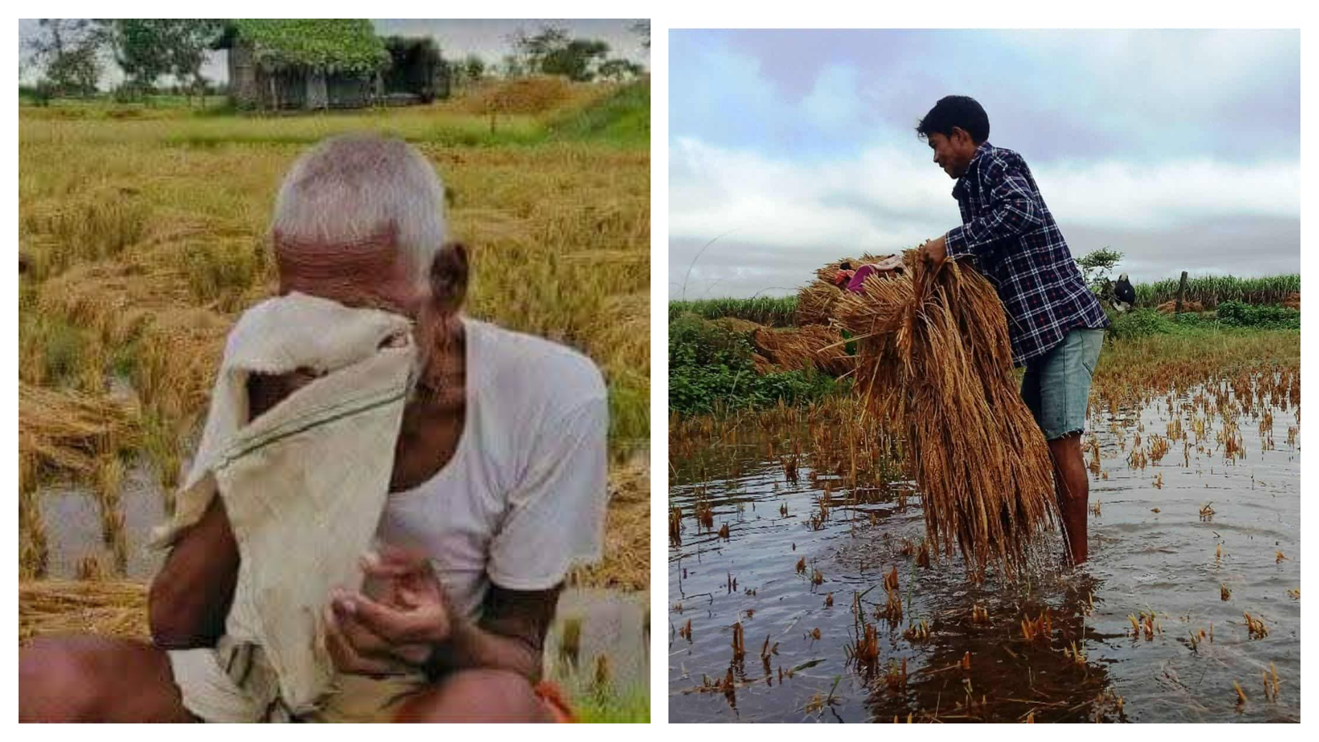 भित्र्याउने तयारीमा रहेको बालीमा बेमौसमी बर्षाले क्षति, किसान चिन्तित