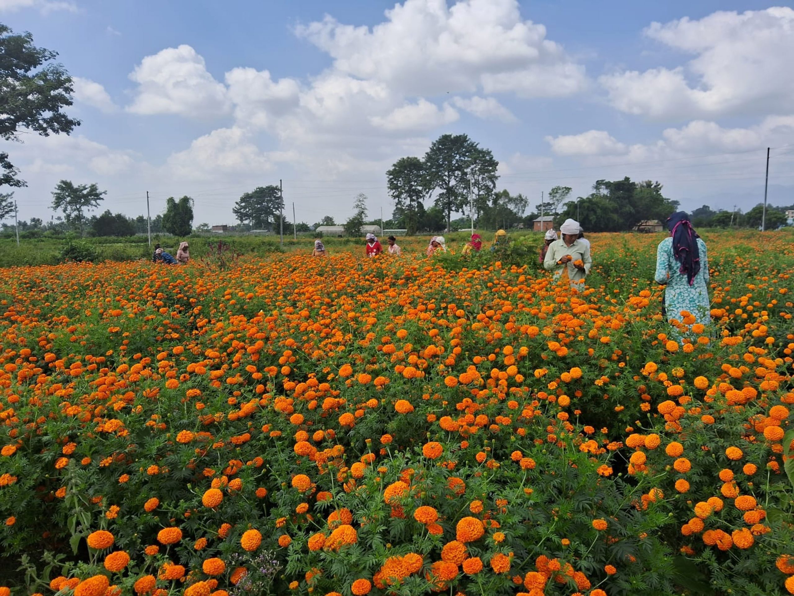 तिहारमा स्वदेशी फूलले पायो बजार