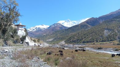Photo of जलवायु परिवर्तनको प्रभावले सङ्कटमा छन् चौँरी खर्क