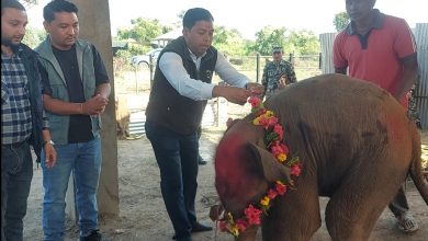 Photo of कोशी टप्पु वन्यजन्तु आरक्षमा नयाँ हात्तीको जन्म : ‘भूपेन्द्र गज’ नामकरण