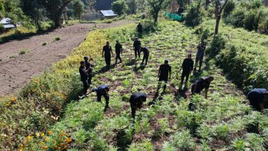 Photo of मकवानपुरमा ३० बिगाहाभन्दा बढीमा लगाइएको अवैध गाँजा नष्ट