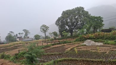 Photo of लमजुङमा तीनसय बढि हेक्टर खेतकोे धानबालीमा झरीले क्षति