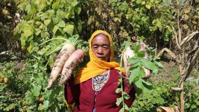 Photo of म्याग्दीको टोड्केमा उत्पादित मुला पर्यटकलाई कोसेली