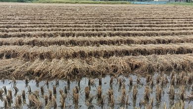 Photo of बारामा अविरल वर्षाले १५ करोडको क्षति, क्षतिपूर्तिका लागि किसानको अपिल