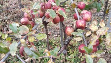 Photo of घुन्सा र फलेटारमा स्याउ फल्यो