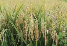 Photo of रौतहटमा धान उत्पादन घट्यो