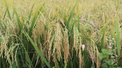 Photo of सुदूरपश्चिममा धान उत्पादनमा वृद्धि