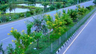 Photo of फुल फुलेर हराभरा हुँदै छ धनगढी -फोटो फिचर