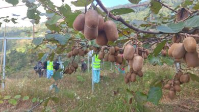 Photo of किवीले लटरम्म धनकुटाको महालक्ष्मी नगरपालिका वडा नं २ को तोरी बारी गाउँ – फोटो फिचर