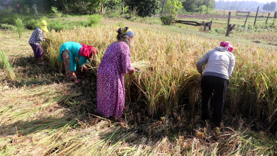 Photo of कञ्चनपुरमा यस वर्ष धानको उत्पादनमा वृद्धि भएको छ
