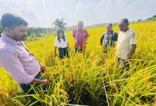 Photo of धानको उत्पादन घटेसँगै मूल्यमा पनि गिरावट