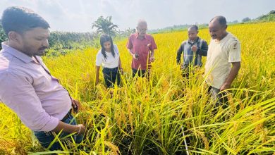 Photo of धानको उत्पादन घटेसँगै मूल्यमा पनि गिरावट