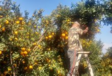 Photo of गोरखामा सुन्तला खेतीबाट मनग्य आम्दानी