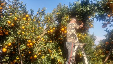 Photo of गोरखामा सुन्तला खेतीबाट मनग्य आम्दानी