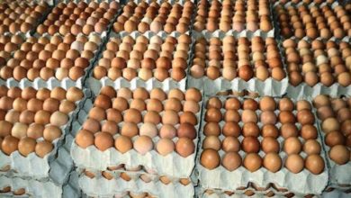 Photo of ‘अण्डा’को लागत मूल्य बढ्यो