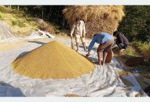 Photo of अनियमित मौसमको असरः यस वर्ष धान उत्पादन घट्यो