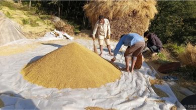 Photo of अनियमित मौसमको असरः यस वर्ष धान उत्पादन घट्यो