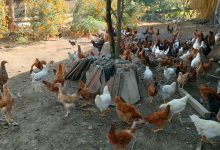 Photo of शुक्लाफाँटाका कुखुरा फार्ममा ‘फाउल पोक्स’को सङ्क्रमण