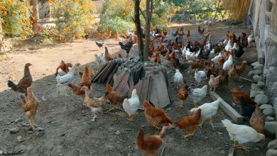 Photo of शुक्लाफाँटाका कुखुरा फार्ममा ‘फाउल पोक्स’को सङ्क्रमण