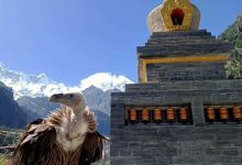 Photo of हिमाली गिद्ध – फोटो