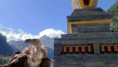 Photo of हिमाली गिद्ध – फोटो