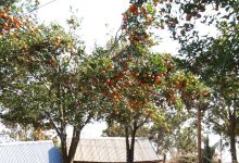 Photo of धादिङमा सुन्तला उत्पादन घट्दै, मुल्य बढ्दै