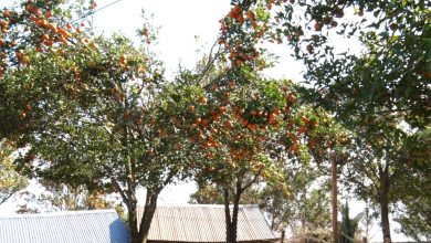 Photo of धादिङमा सुन्तला उत्पादन घट्दै, मुल्य बढ्दै