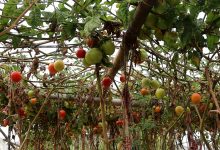 Photo of गोलभेँडा खेतीमा डढुवा रोगको प्रकोप