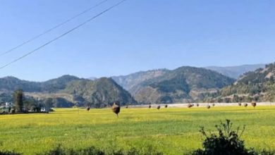 Photo of तोरीमय डोटीका खेतबारी – फोटो फिचर