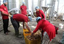 Photo of गाउँमै उद्योग स्थापना भएपछि किबी उत्पादन गर्ने किसानलाई राहत