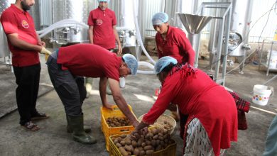 Photo of गाउँमै उद्योग स्थापना भएपछि किबी उत्पादन गर्ने किसानलाई राहत