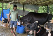 Photo of पसिनाका गन्धमा सफलता खोज्ने तिवारी