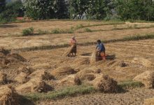 Photo of धनकुटामा धान उत्पादन घट्यो