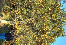 Photo of गोलन्जोरका जुनार-सुन्तला बगैँचामा पैसाको बिटो !