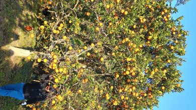 Photo of गोलन्जोरका जुनार-सुन्तला बगैँचामा पैसाको बिटो !