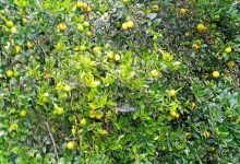 Photo of कागती बिक्री नभएपछि रस र चुक बनाइँदै