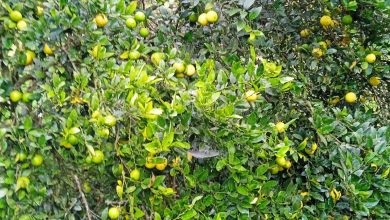 Photo of कागती बिक्री नभएपछि रस र चुक बनाइँदै