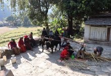 Photo of निरन्तर चल्दैछ कोलमा उखु पेल्ने चलन