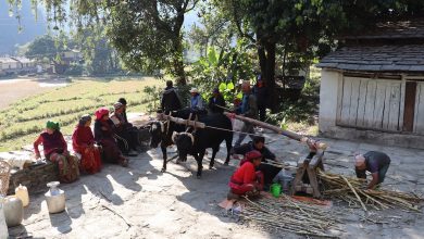 Photo of निरन्तर चल्दैछ कोलमा उखु पेल्ने चलन
