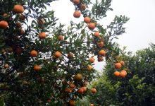 Photo of तनहुँमा सुन्तला उत्पादन तथा बिक्रीको विवरण सङ्कलन गरिँदै